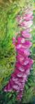 Foxglove